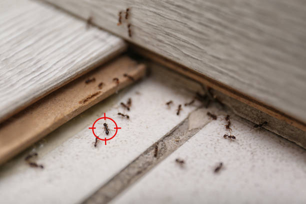 Best Emergency Pest Control  in Craigsville, WV