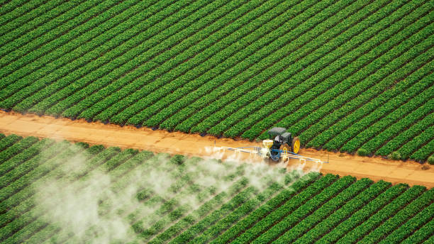 Best Pest Removal Services  in Craigsville, WV